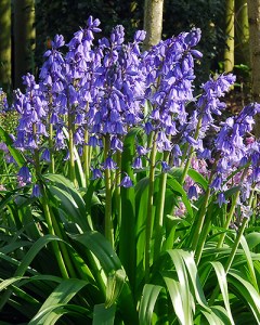 Hyacinthoides hispanica Excelsior.jpg